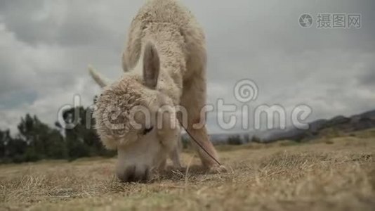 穿高跟鞋的秘鲁羊驼吃草视频