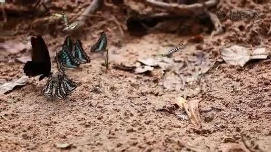 一群蝴蝶趴在地上视频