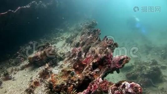 加拉帕戈斯天然海洋水族馆海底海胆视频