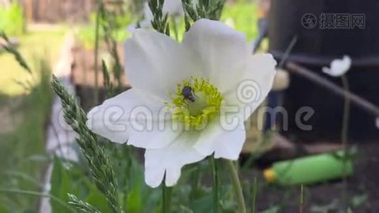 夏天，当太阳亮时，虫子会爬在一朵授粉的花朵上，闭上眼睛视频