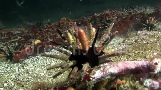 加拉帕戈斯天然海洋水族馆海底海胆视频