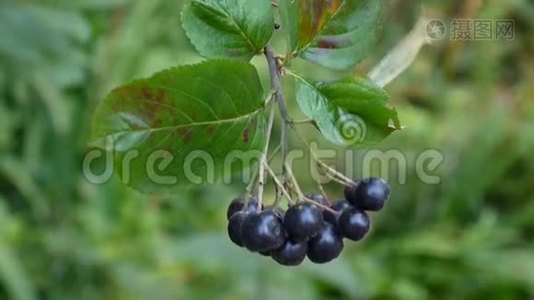 黑色龙葵，枝上成熟的浆果视频