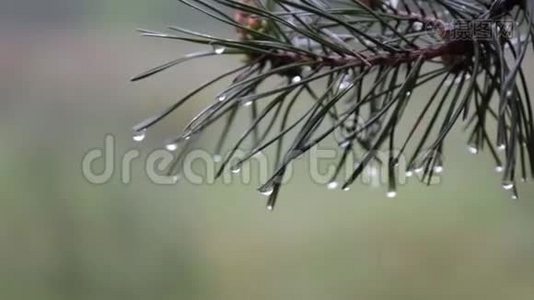 雨点落在松枝上.视频