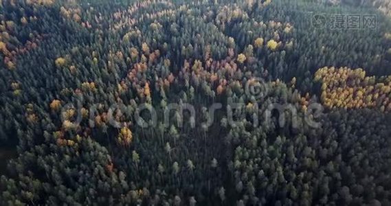 空中拍摄的青松和黄桦林，道路在中间，摄像机跟着道路视频