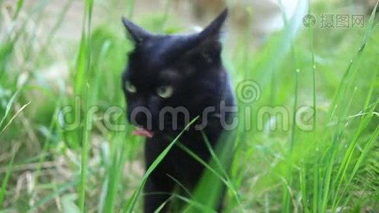 黑猫嚼草，一只猫走在房子的院子里视频