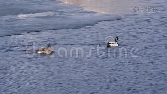 马拉德，野鸭和鸭嘴兽游泳视频