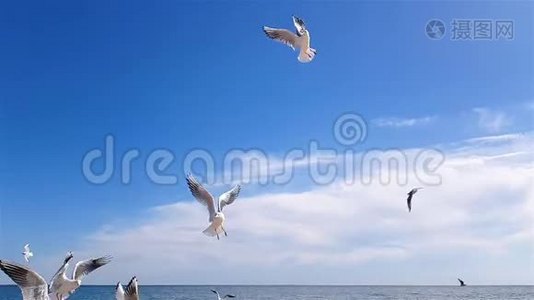 海鸥在天空中缓慢地捕捉食物视频
