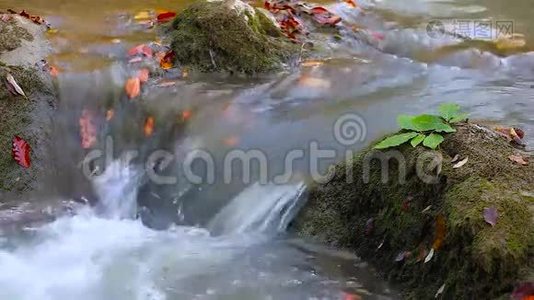 秋天森林里纯净的淡水瀑布视频