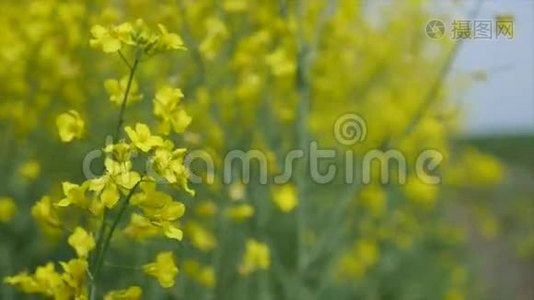 四月和五月盛开的黄色小草甸花视频