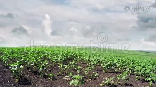 向日葵的幼芽和天空中的积云。向右全景移动。视频