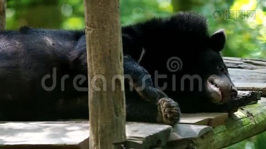 亚洲黑熊正在休息视频