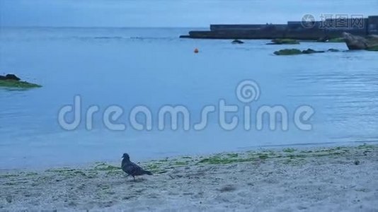 灰鸽子在海边散步. 慢动作。视频