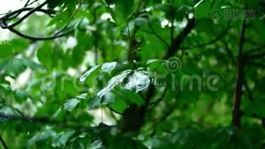 纯净的雨水浇在夏林中清新的树木叶子上，有美丽的树视频