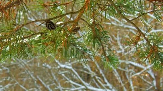 冬林下雪的松枝视频