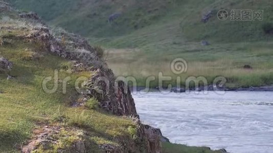 自然保护区。 阿尔泰山河。 山的美丽景观.. 粗糙的河流，自由的概念视频