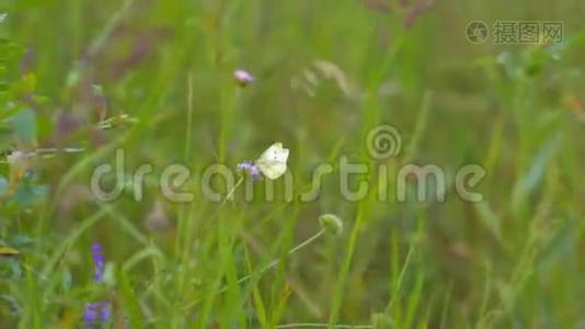 白色蝴蝶坐在一朵花上视频