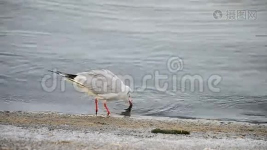 一只燕鸥沿着海岸线行走视频