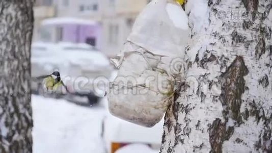 冬天降雪时，鸟雀从喂食者那里吃视频