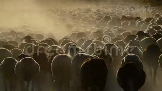 日落时分，在一片大片尘埃云中行走的牛羊，牲畜视频