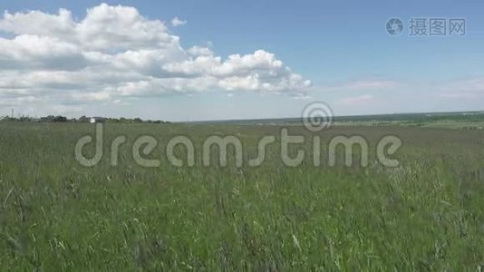 大风把田野里的蒂莫西-草地变成了夏日的晴天视频