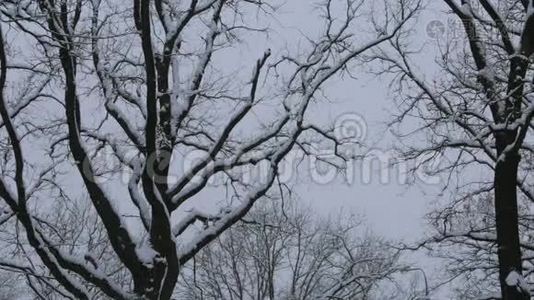 在公园里，冬天的天空下，树木上的雪。 相机的轨迹然后保持。视频