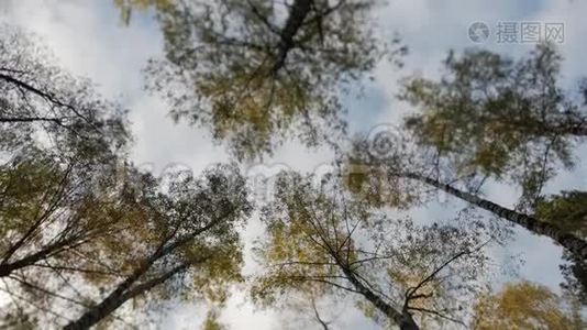 秋天公园的树梢上长满了黄叶视频