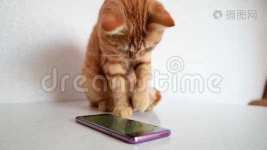 猫玩电话玩电脑游戏鼠标视频