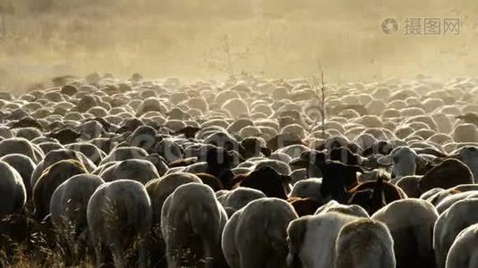 日落时分，在一片大片尘埃云中行走的牛羊，牲畜视频