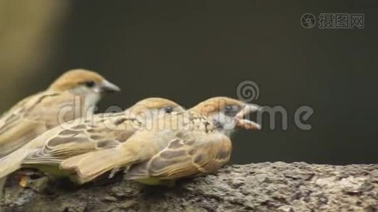 菲律宾马雅鸟欧亚大树麻雀或帕瑟山雀栖于树枝口饲料伴侣..视频