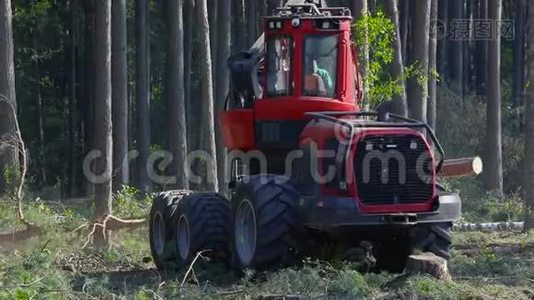 木材联合收割机加工松树，收割机把树切成碎片，伐木视频