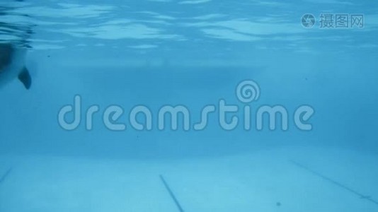 水下射击。 海豚慢慢地在游泳池里游泳。视频