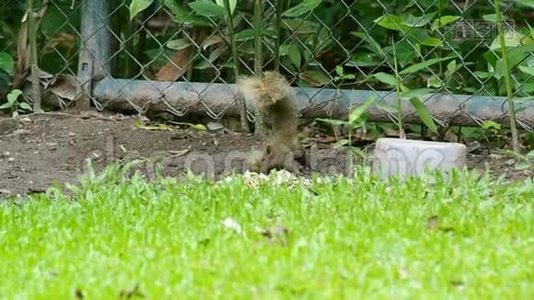 松鼠把食物倒在地上视频