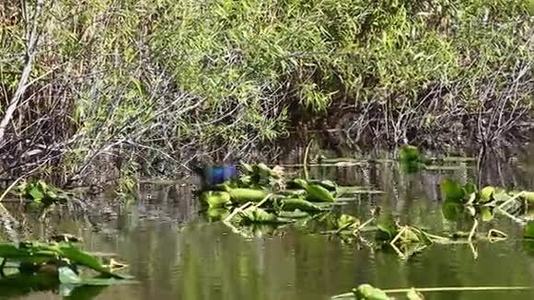 紫色加利诺，波菲里奥马提尼，在一个沼泽地视频