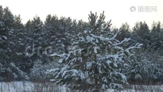 冬季森林。 冬天的森林，树木覆盖着雪。 冬天森林里的圣诞树很近视频