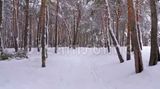 飞越冬松林.. 松间野冬林中的雪道视频