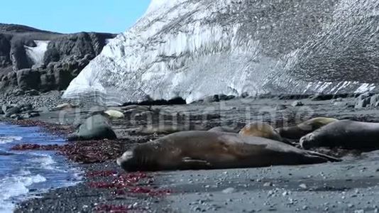 海豹躺在冰川背景下的海岸上。 安德列夫。视频