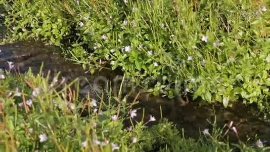 小溪岸边美丽的鲜花刺鼻的股票录像视频