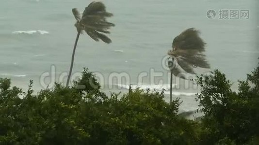 自然灾害飓风期间的海滨景观。 强烈的旋风吹拂椰子树。 热带风暴视频