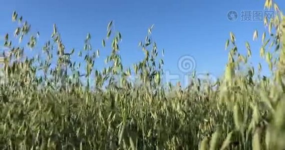 干草堆收割小麦。 田里的面包视频