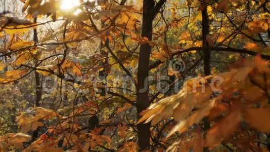 初秋降雪.. 雪落在秋天的金树上，在阳光下闪闪发光。 落叶视频