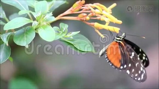 蝴蝶虎龙翼上花.视频