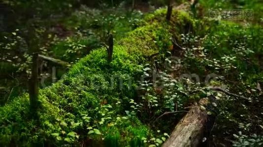 松林地面覆盖着一层浓密的苔藓视频