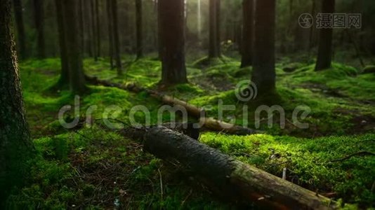 松林地面覆盖着一层浓密的苔藓视频