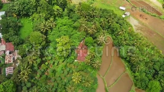 飞越水稻梯田，绿色4K无人机镜头。 印度尼西亚巴厘岛。视频