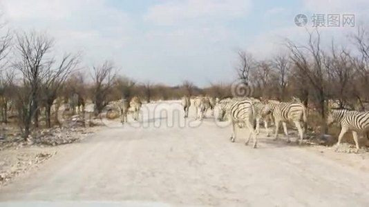 斑马穿越尘土飞扬的非洲国家公园视频