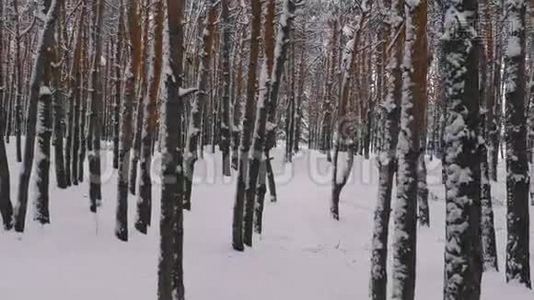 飞越冬松林.. 松间野冬林中的雪道视频