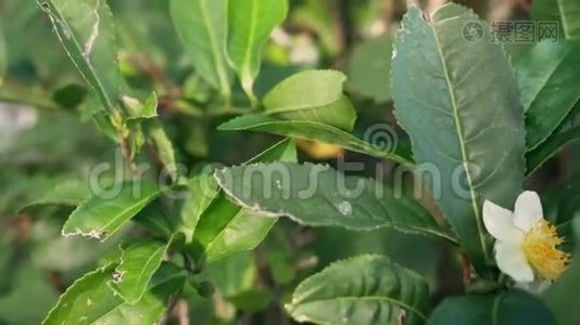 开花茶。 茶叶背景上的白色茶花。视频