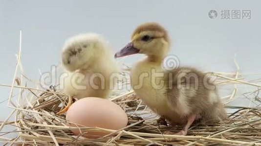 小鸡和小鸭坐在蛋附近的小窝里视频