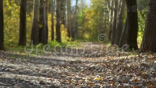 森林里的秋树视频