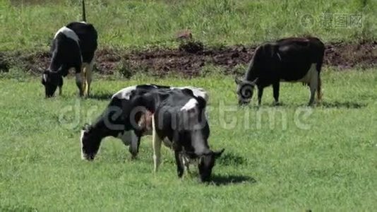 农场的奶牛视频